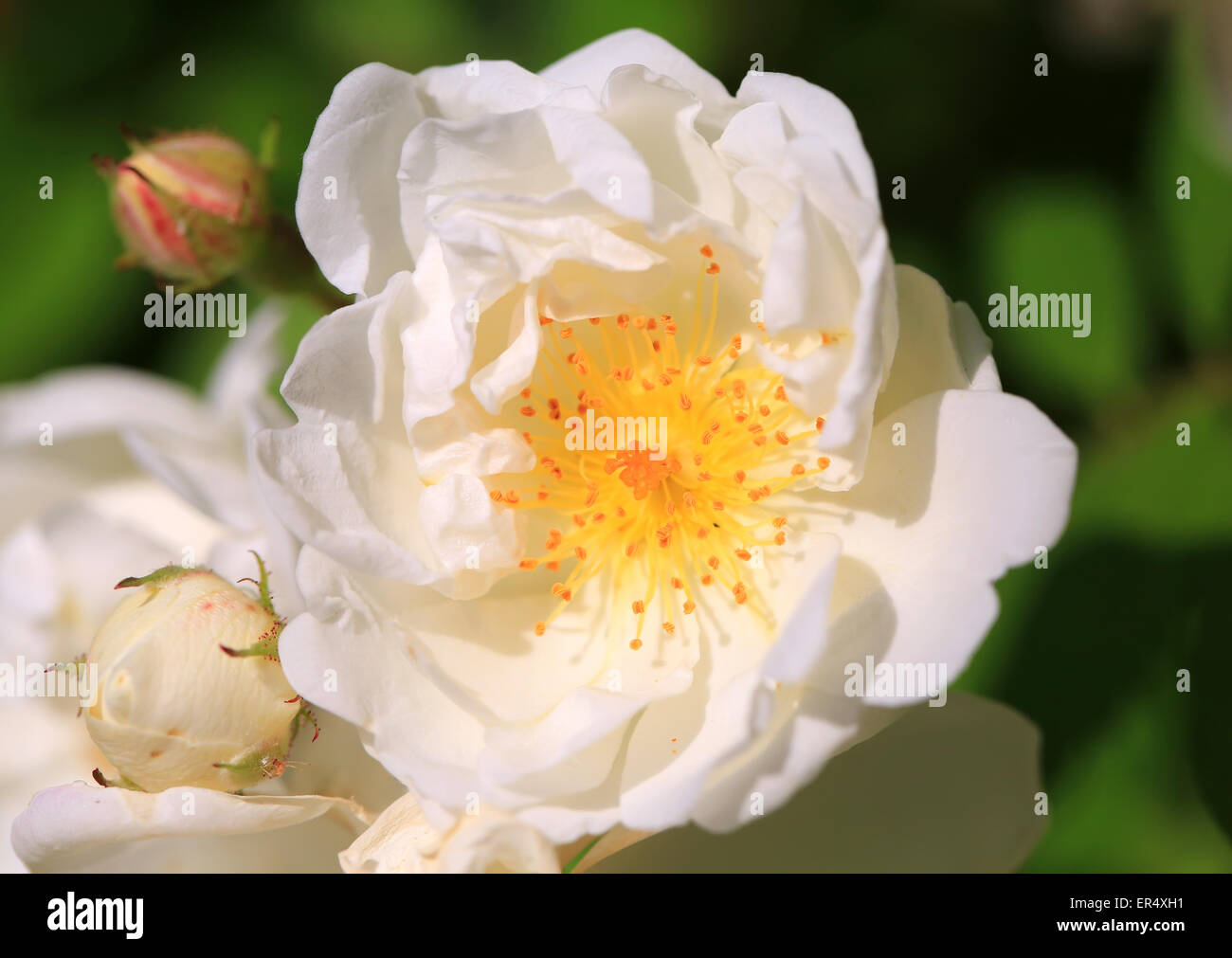 Rosen im Garten Stockfoto