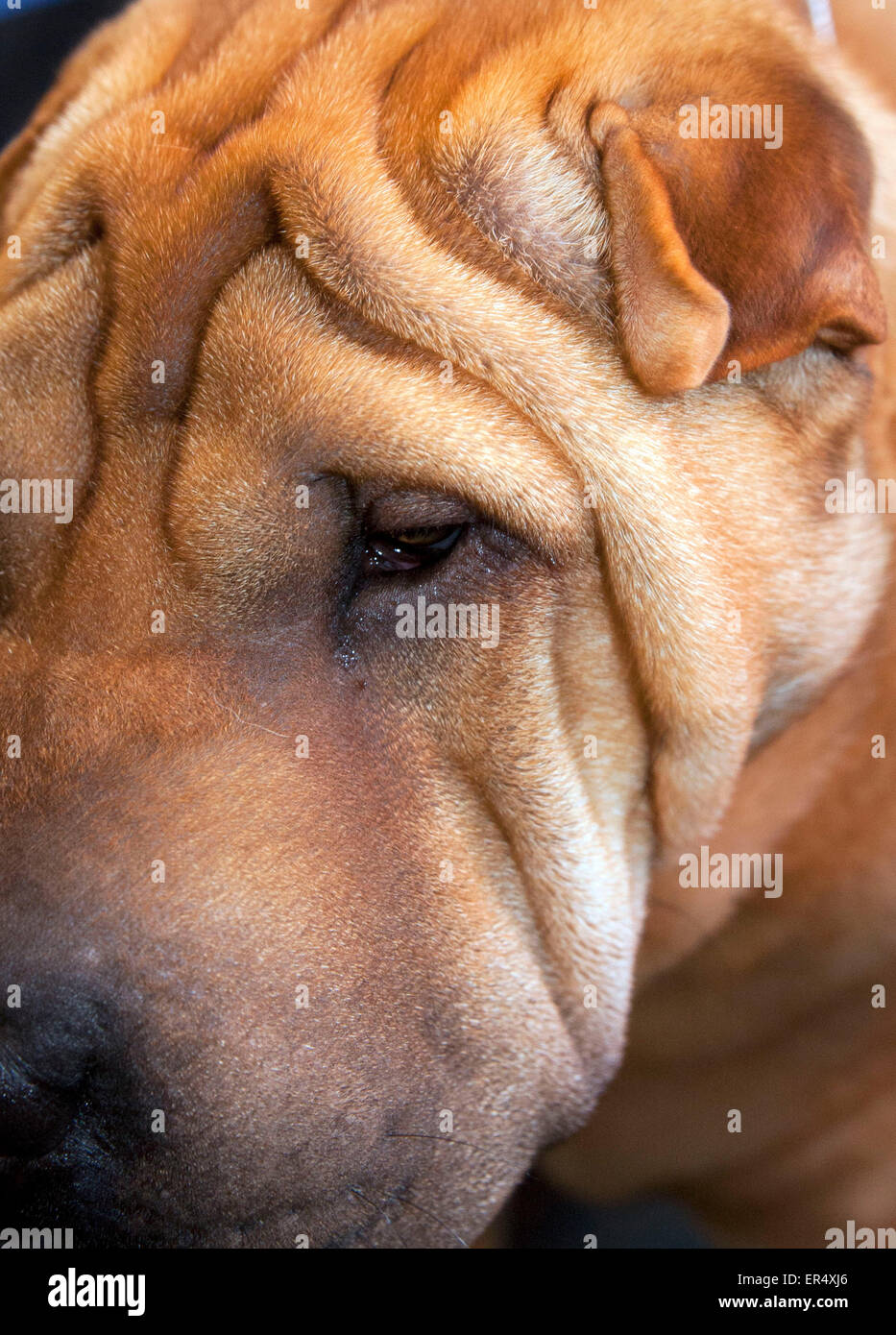 Detail der chinesische Shar-Pei Hund hautnah. Crufts 2014 im NEC in Birmingham, Großbritannien. 8. März 2014 Stockfoto