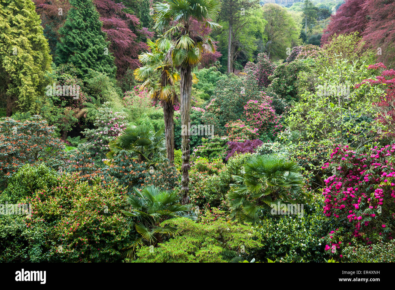 Blickte auf die üppige gemischte Pflanzung Trebah Gardens in der Nähe von Falmouth in Cornwall, England. Stockfoto