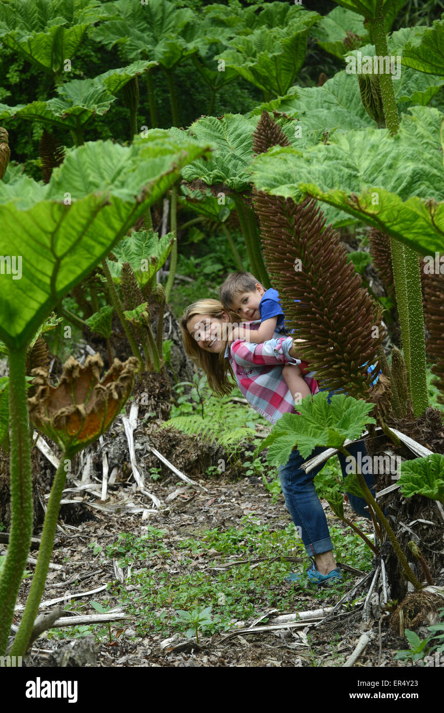 Mutter und Kind Garten Wildpflanzen Gunnera Manicata oder Riesen-Rhabarber im Frühjahr Königreich erkunden Stockfoto