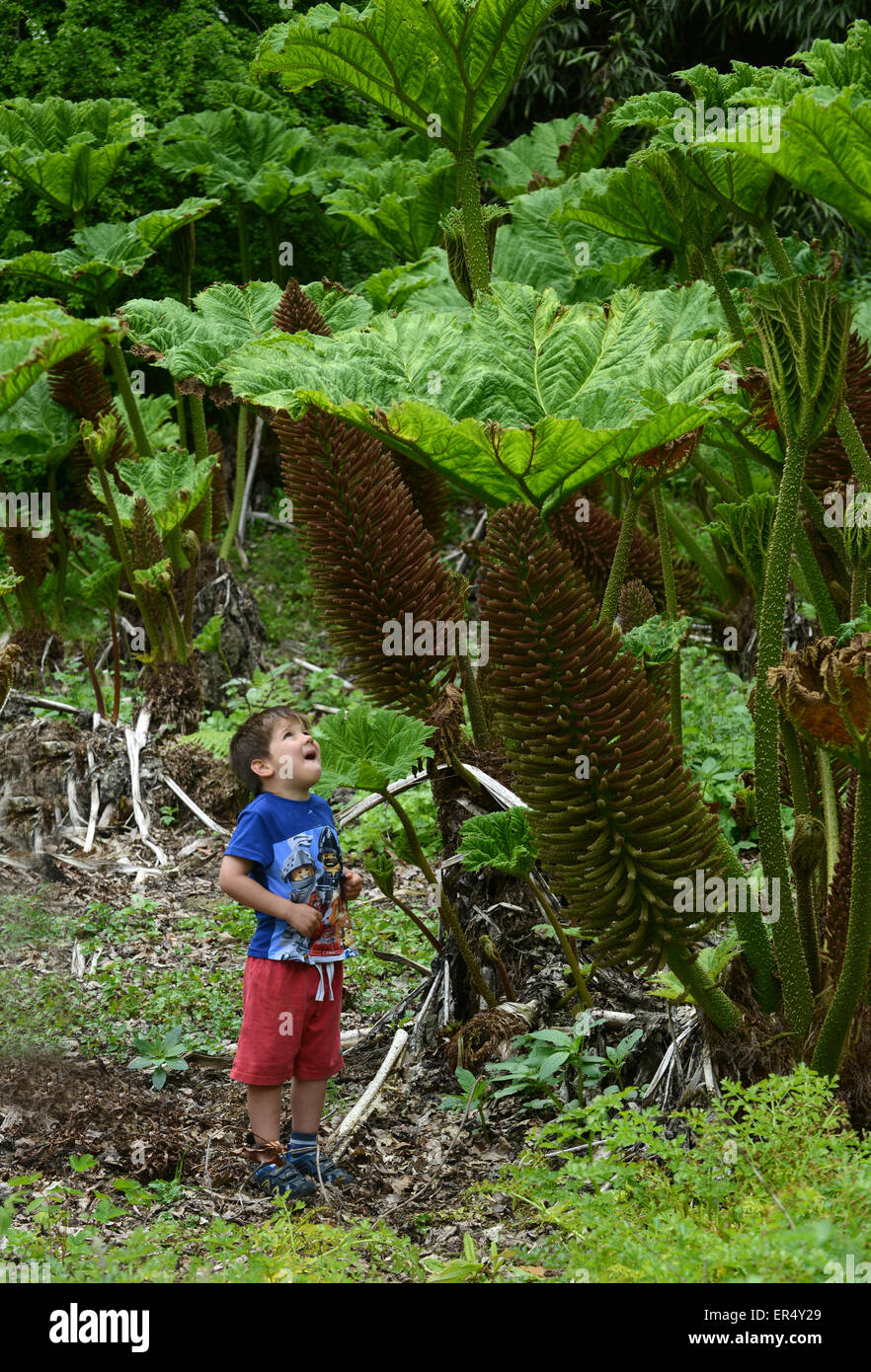 Kleines Kind und riesige Anlage Gunnera Manicata oder Riesen Rhabarber im Frühjahr Uk Stockfoto