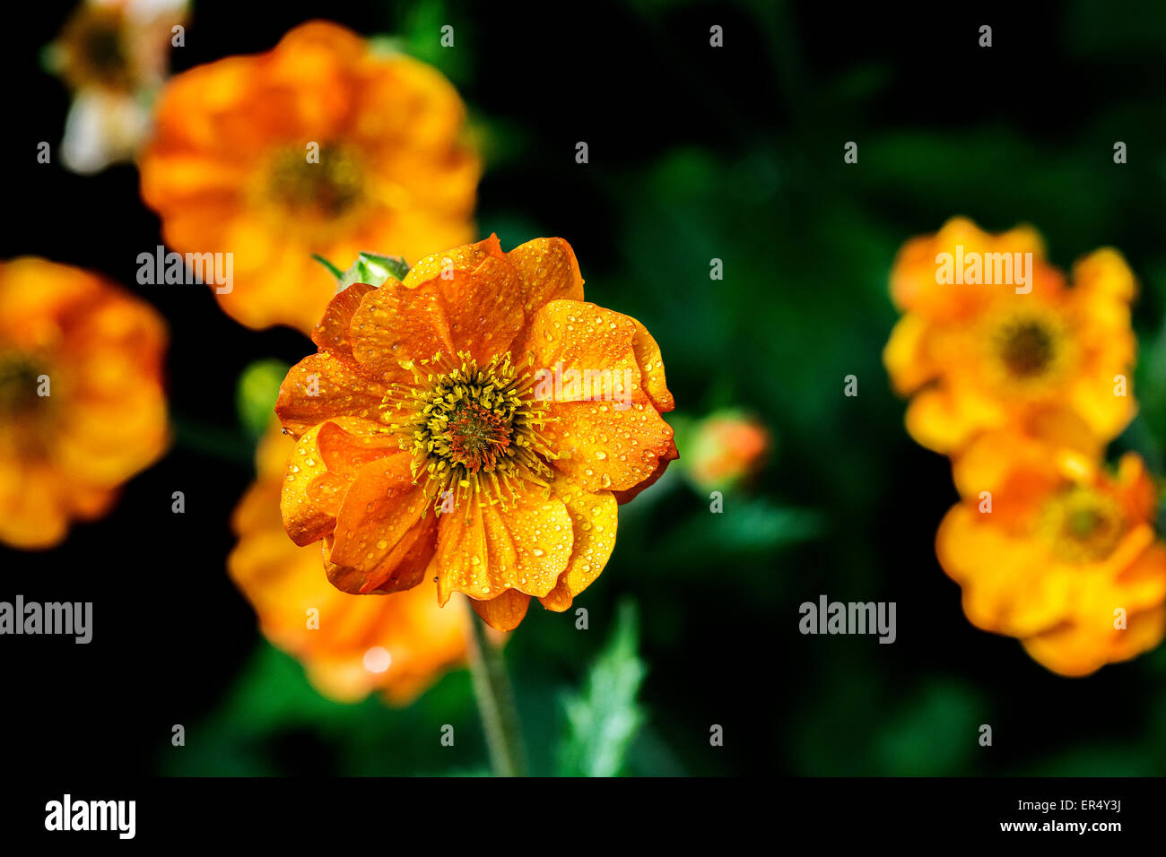 Ein Cluster von orange Geum blüht nach einem Regenschauer mit dem Fokus auf die nächste Blume Stockfoto