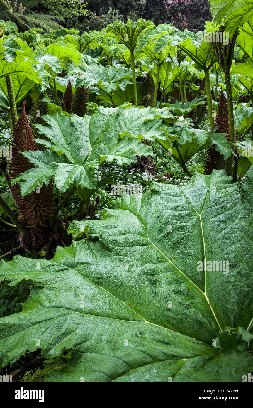 Große Blätter von einem Gunnera Manicata in Gärten in der Nähe von Falmouth in Cornwall. Stockfoto