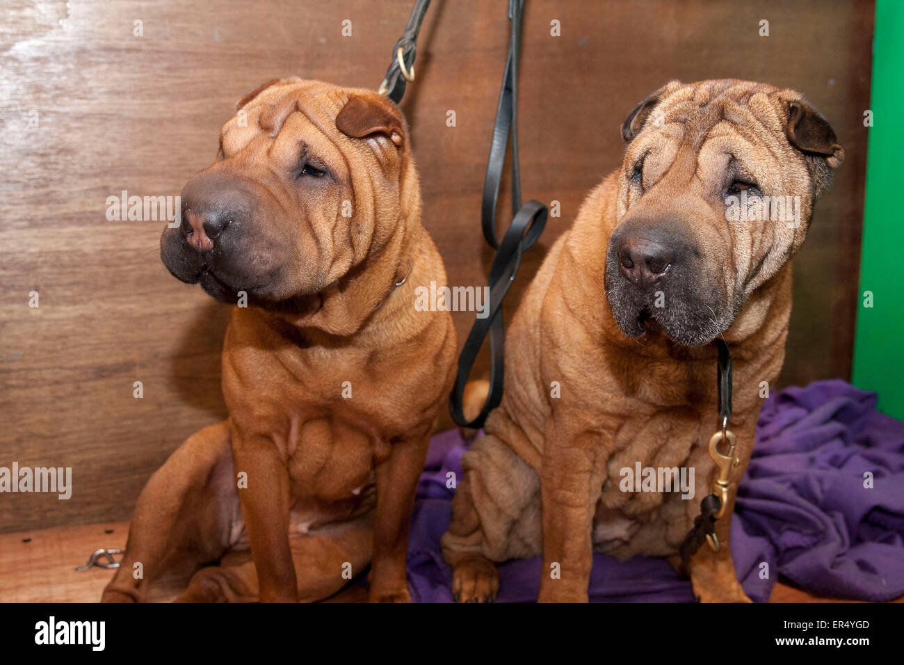 Zwei chinesische Shar-Pei Hunde, Crufts 2014 im NEC in Birmingham, Großbritannien. 8. März 2014 Stockfoto