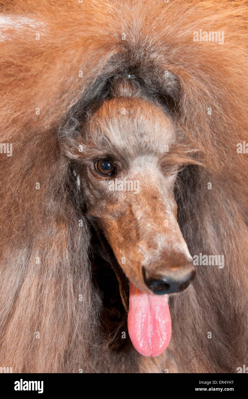 Standard-Pudel. Crufts 2014 im NEC in Birmingham, Großbritannien. März 2014 Stockfoto