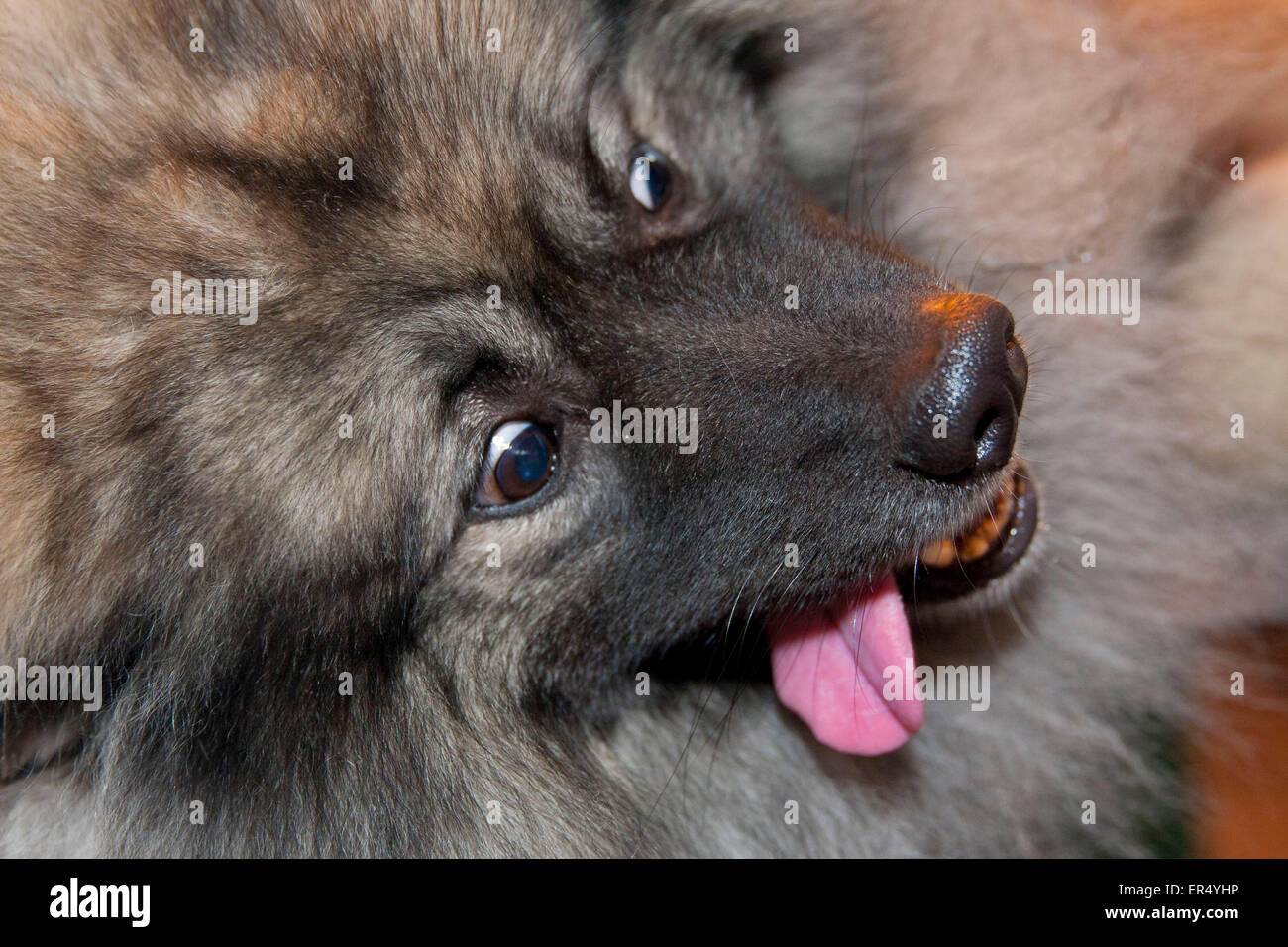 Nahaufnahme des Hundes mit Zunge heraus. Crufts 2014 im NEC in Birmingham, Großbritannien. 8. März 2014 Stockfoto