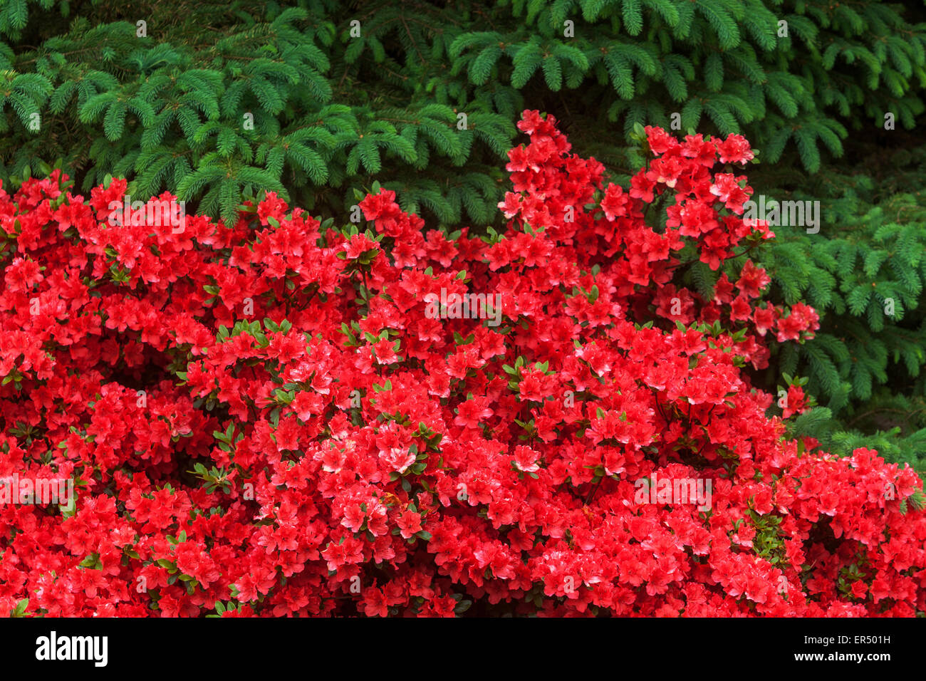 Rote Azalea Blumen, Rhodendron Stockfoto