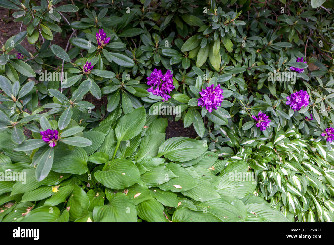 Rhododendron-Blüten, Blätter der hosta Stockfoto