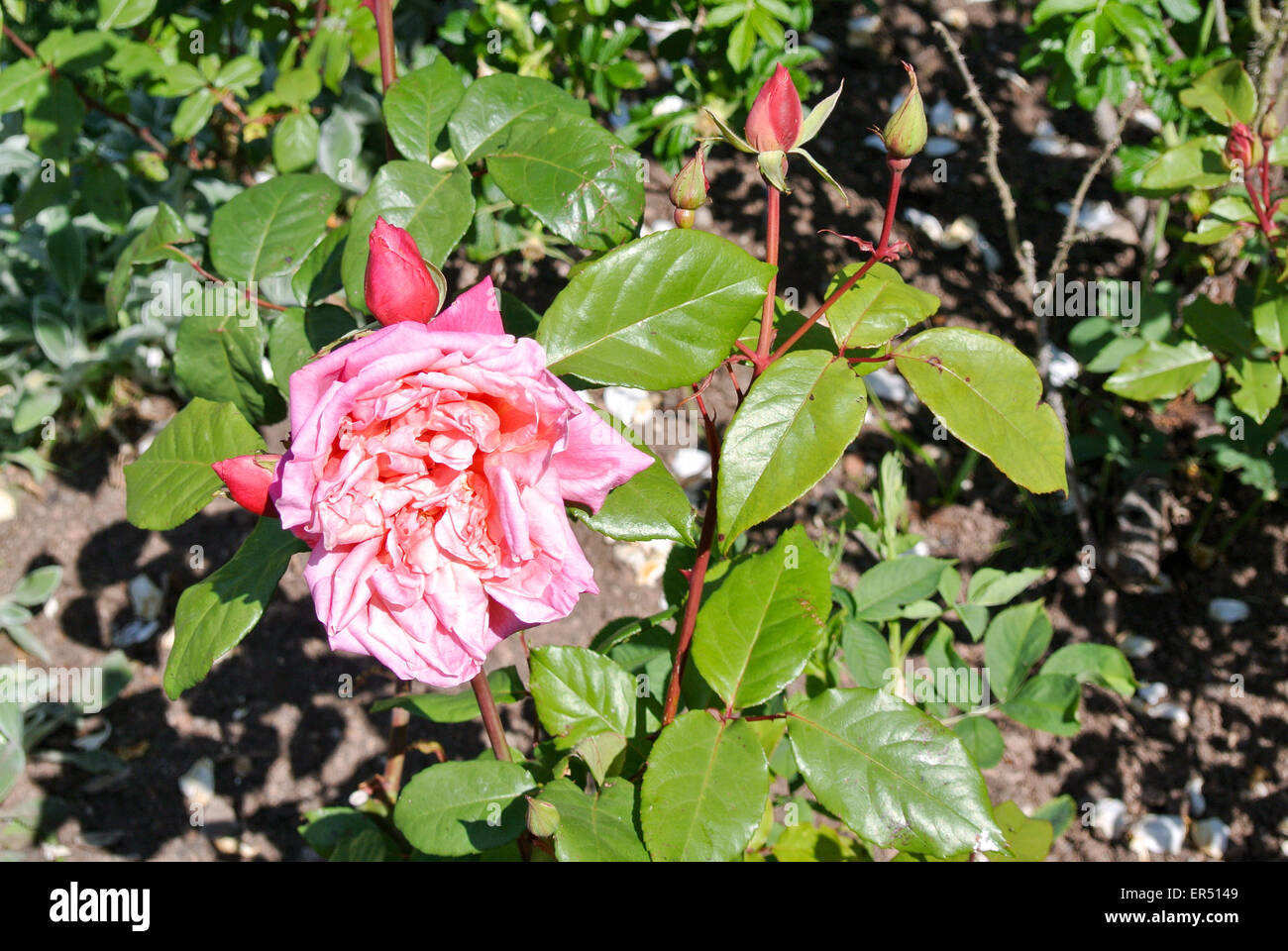 Rosa Rosen Stockfoto