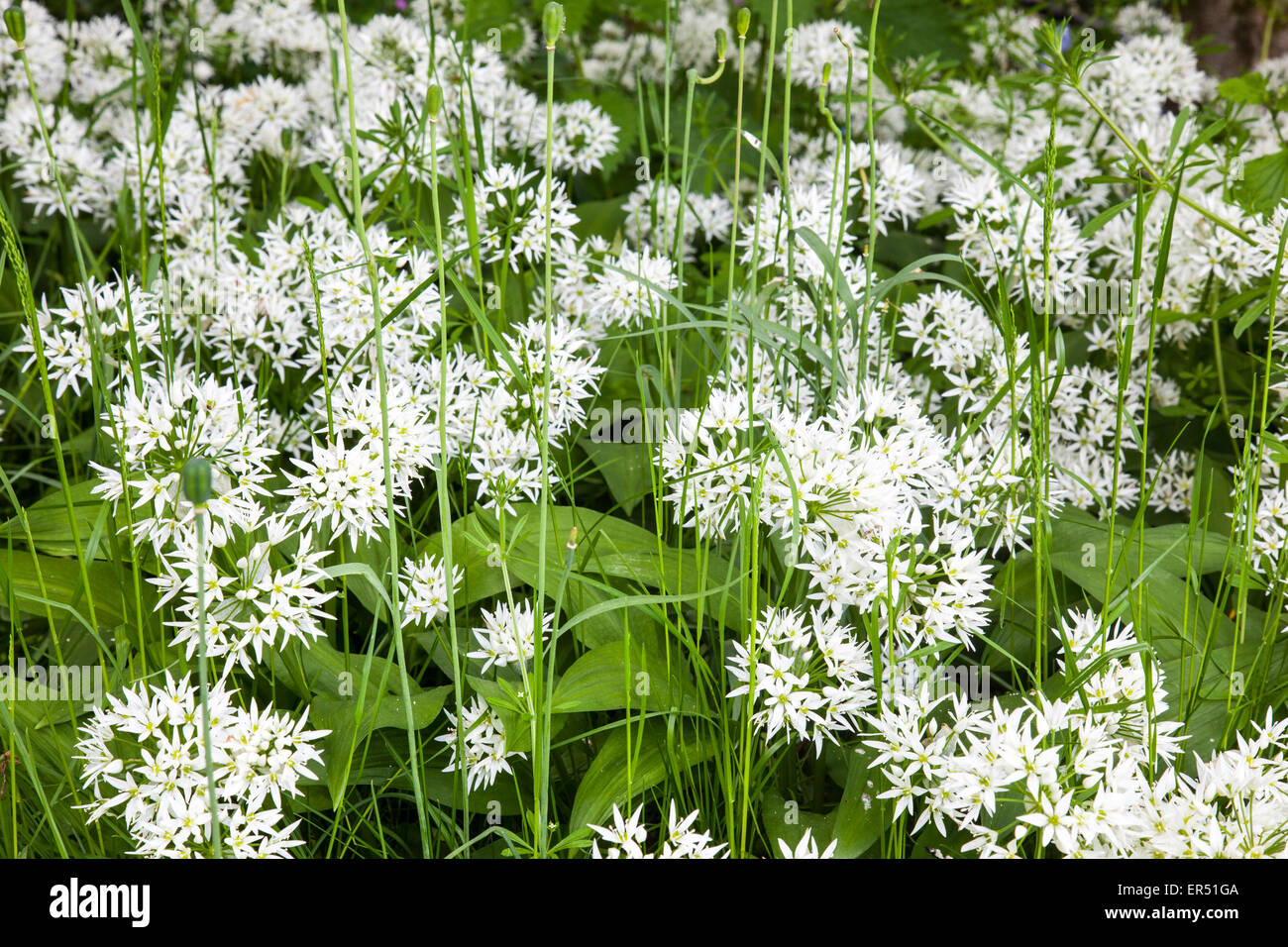 Bärlauch (bekannt als Lösegeld, Stoffen, Bär-Lauch, tragen Knoblauch), Allium Ursinum, in einem englischen Landhaus-Garten in Shropshire, UK Stockfoto