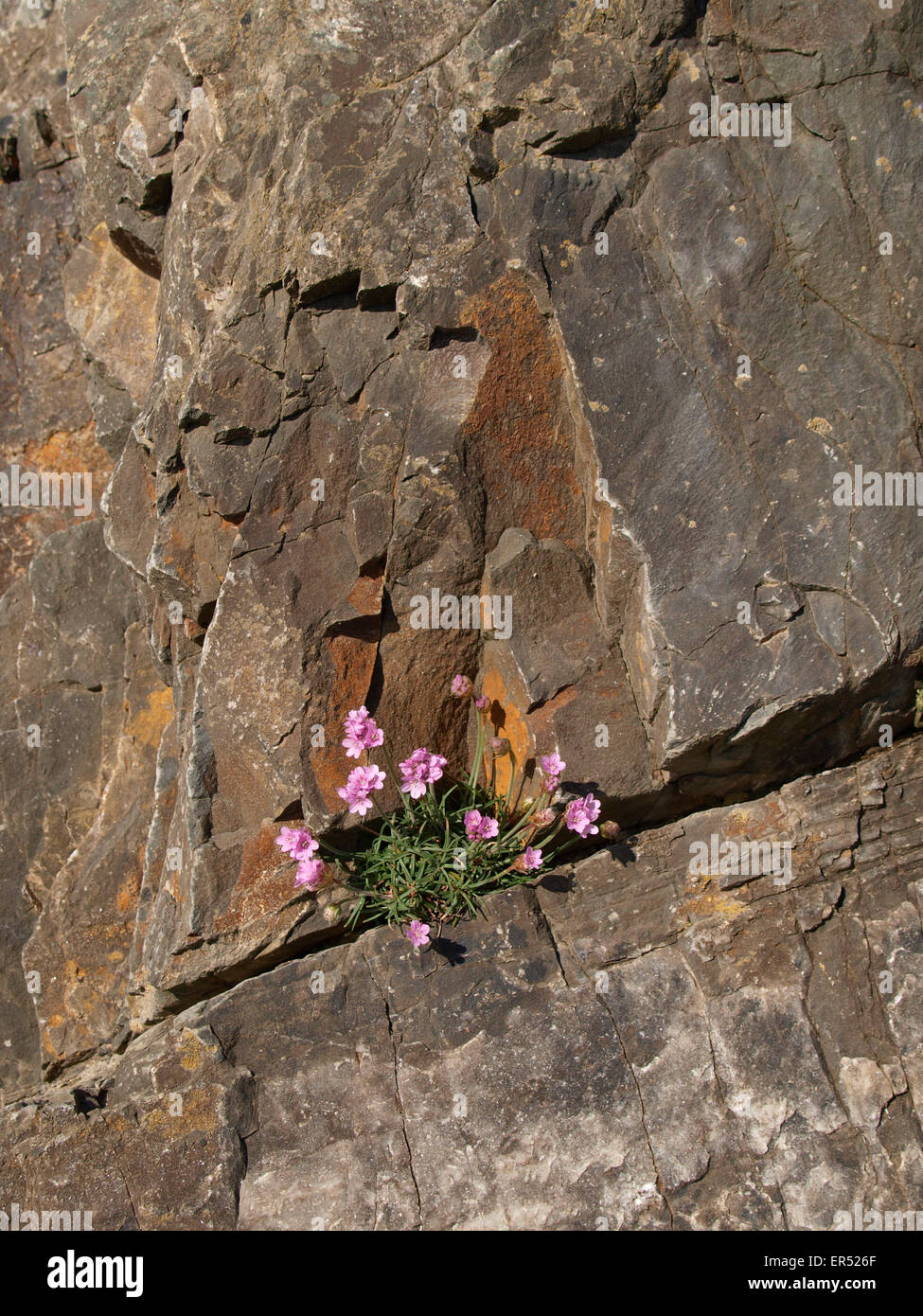 Flowers growing in crack in -Fotos und -Bildmaterial in hoher Auflösung ...