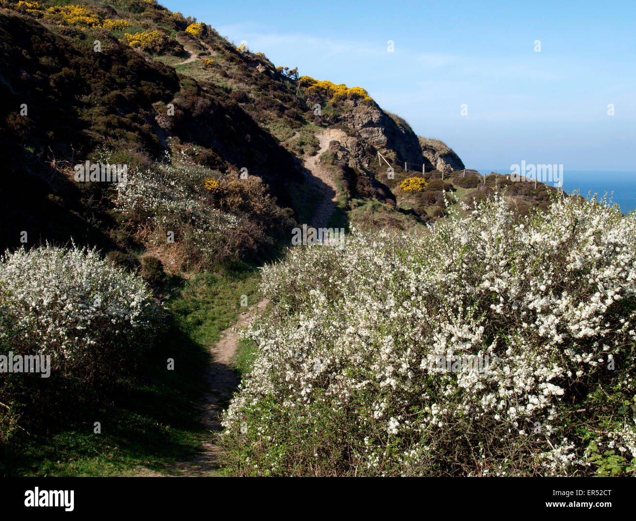 Ginster und Weißdorn blühen entlang der Süd-West Küste Weg, Marsland, Cornwall, UK Stockfoto