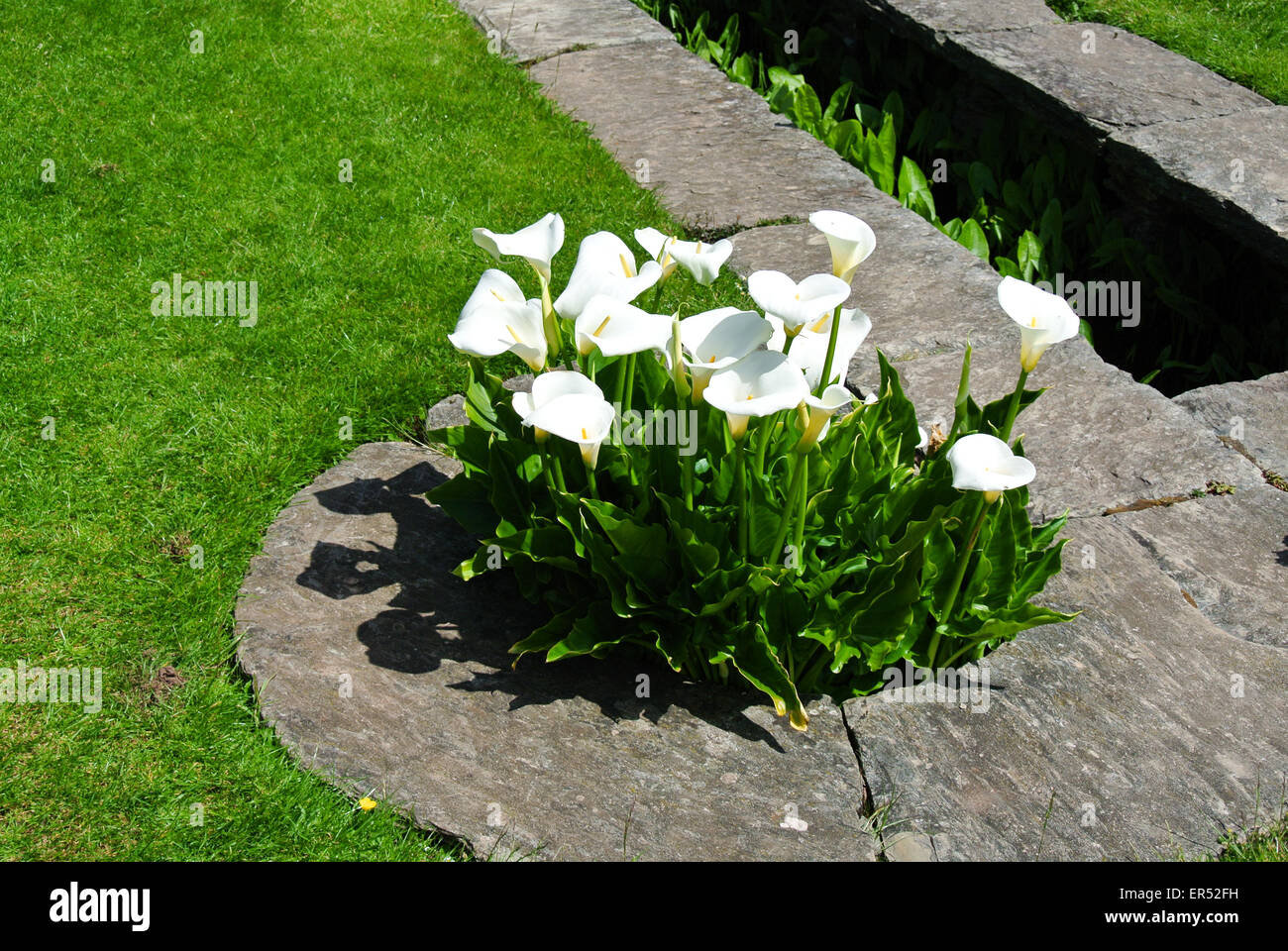 Zantedeschia weißer Arum lilies Stockfoto