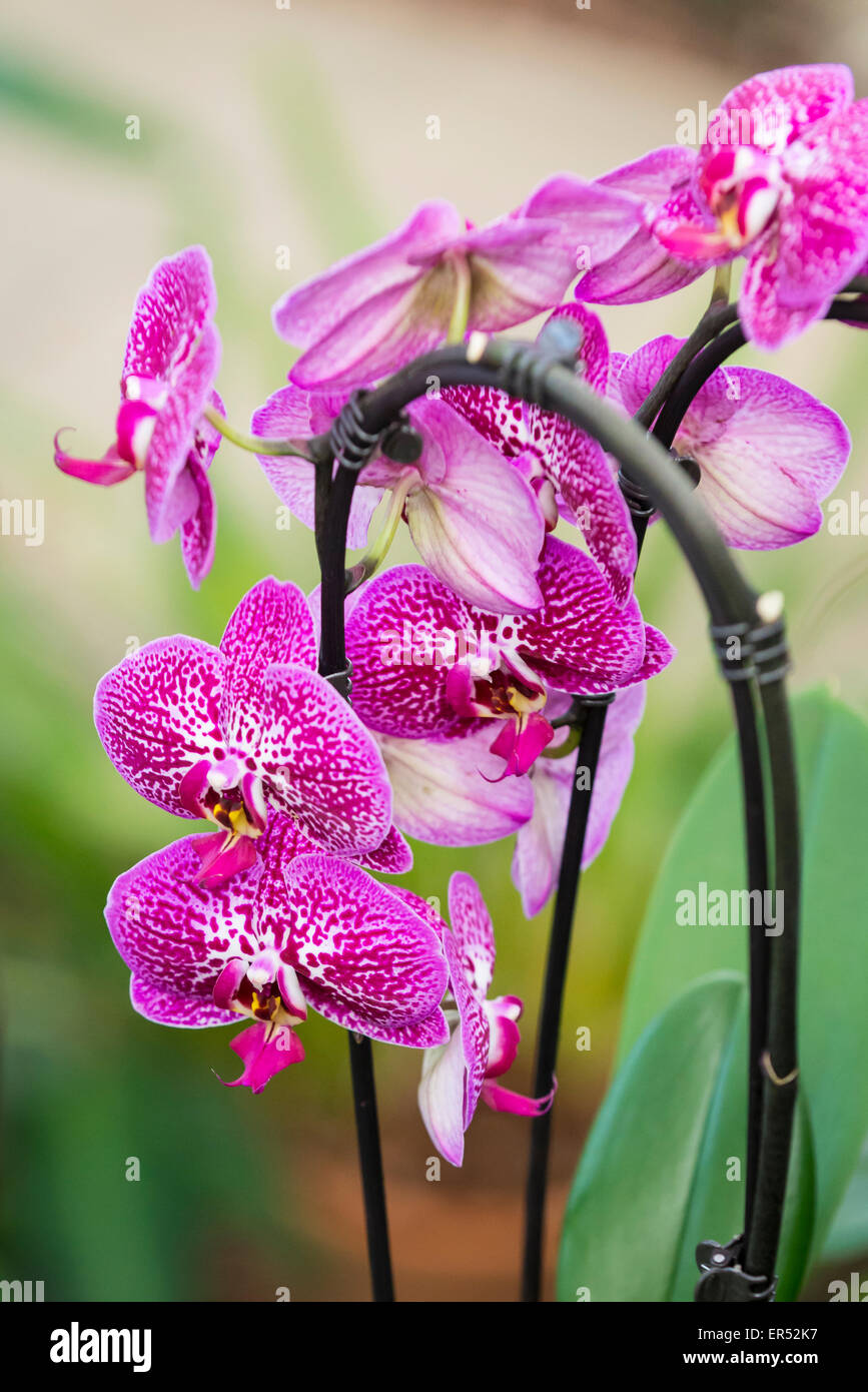 Gewächshaus Orchidee Orchideen Name vom griechischen Hoden ...