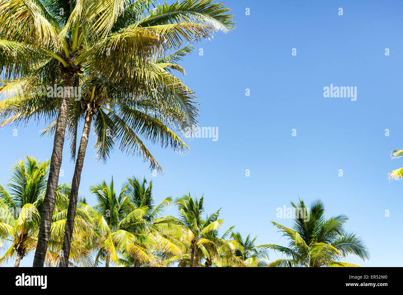 Miami Beach, Florida. Kokospalme auf einem blauen Himmel Stockfoto