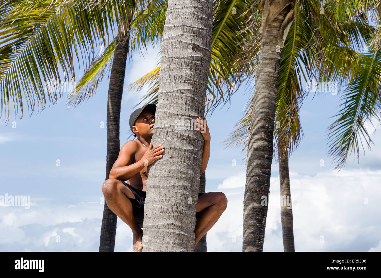 Miami Beach, Florida Mann Klettern Kokospalme Stockfoto