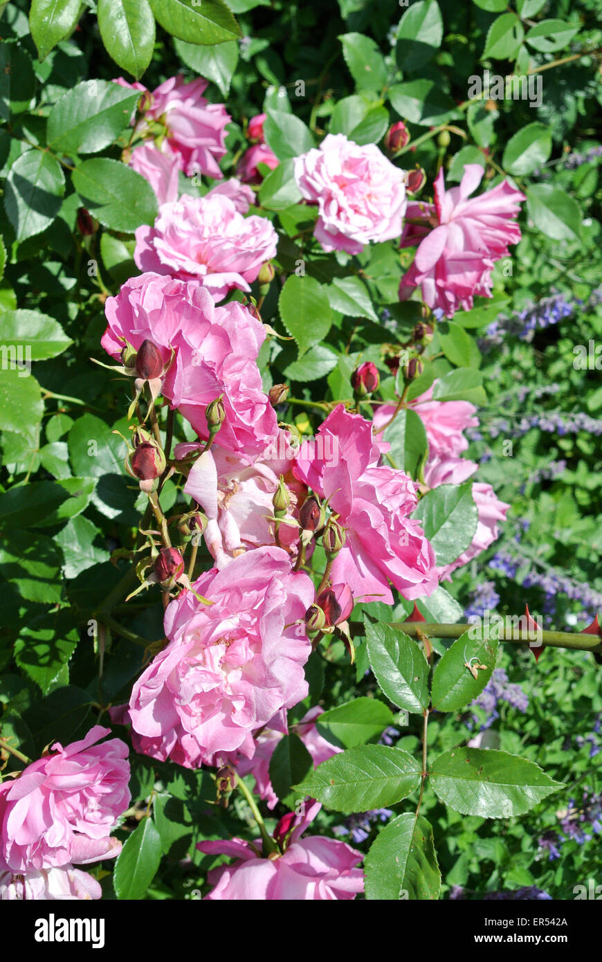 Rosa Rosen Stockfoto