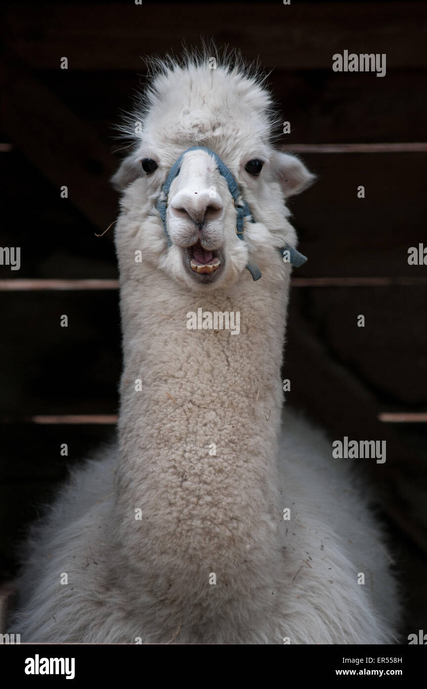 Eine weiße Alpaka kaut ungeschickt. Stockfoto