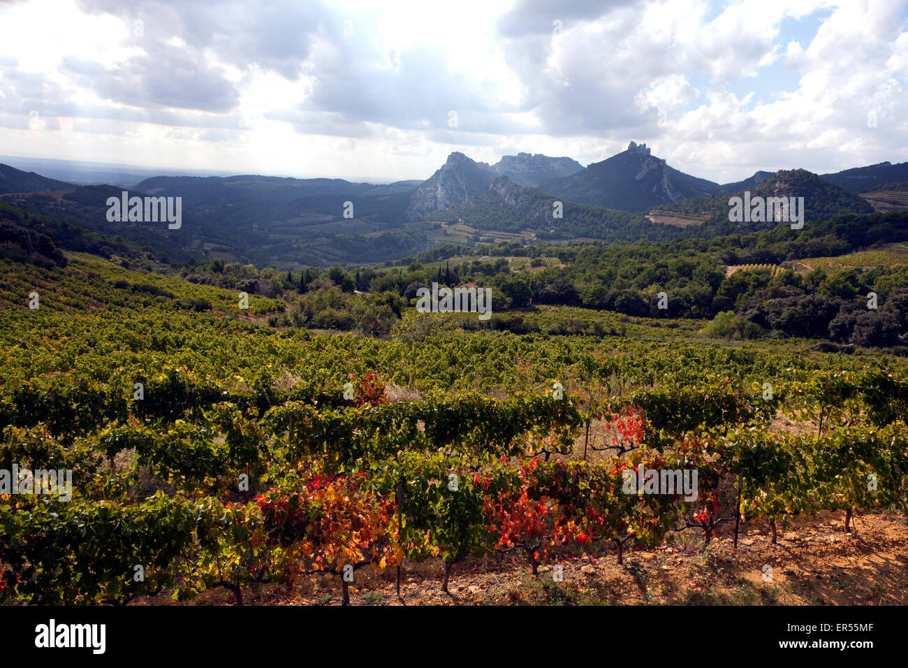 Weinberg in Cotes du Rhone Wein Land, Provence, Frankreich Stockfoto