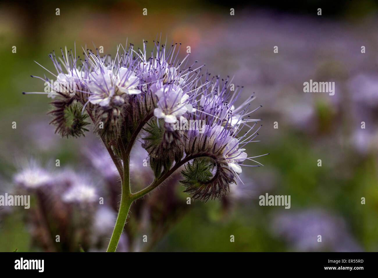 Phacelia Tanacetifolia, Skorpions Weed Stockfoto