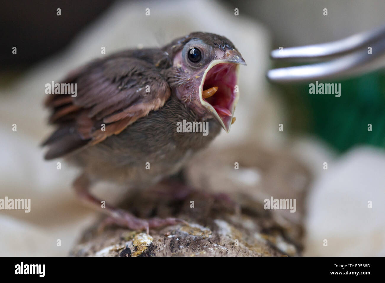 Babyvogel im Wild Care Cape Cod Stockfoto