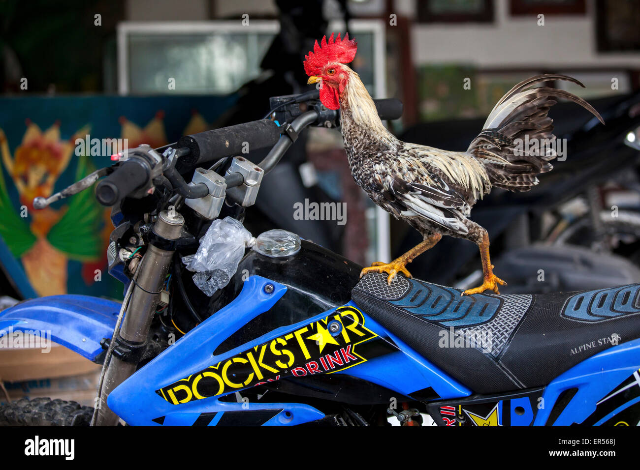 Ein Hahn steht auf einem Motorrad in Bali, Indonesien Stockfotografie -  Alamy