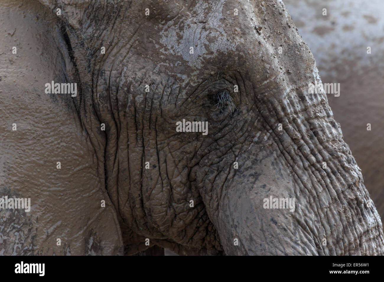 Nahaufnahme eines Elefanten Gesichtes. Noch einen Elefanten in den Rücken entsteht ein komplett graues Bild. Stockfoto