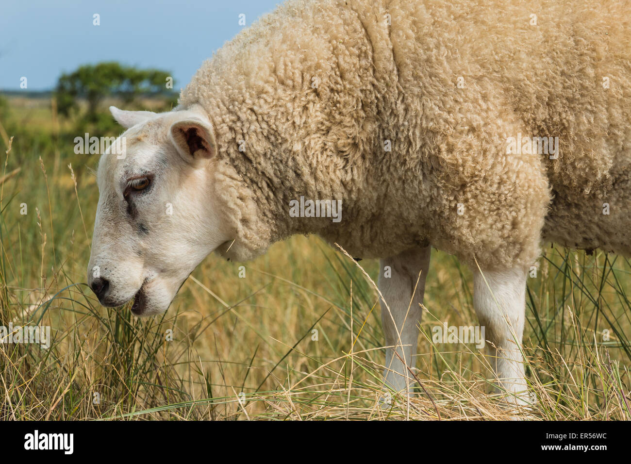 Nahaufnahme eines Schafes essen friedlich Rasen im Sommer an einem heißen Tag. Stockfoto