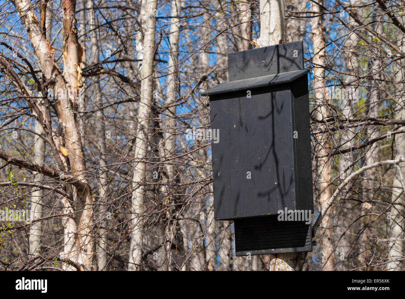 Fledermauskasten eine Pappelbaum in der Herrlichkeit Hills Conservation Area, Alberta befestigt. Stockfoto