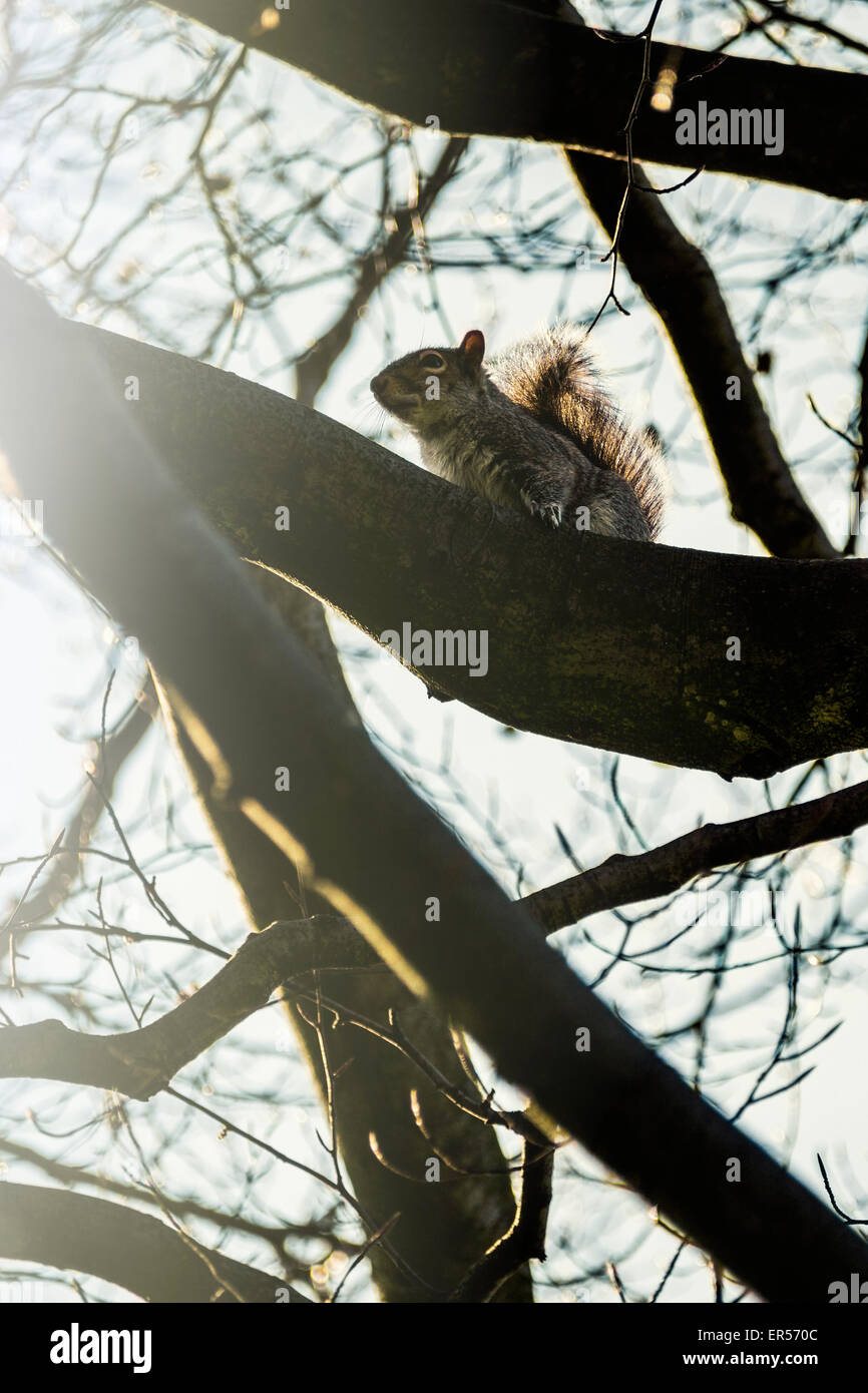 Eichhörnchen im Baum Stockfoto