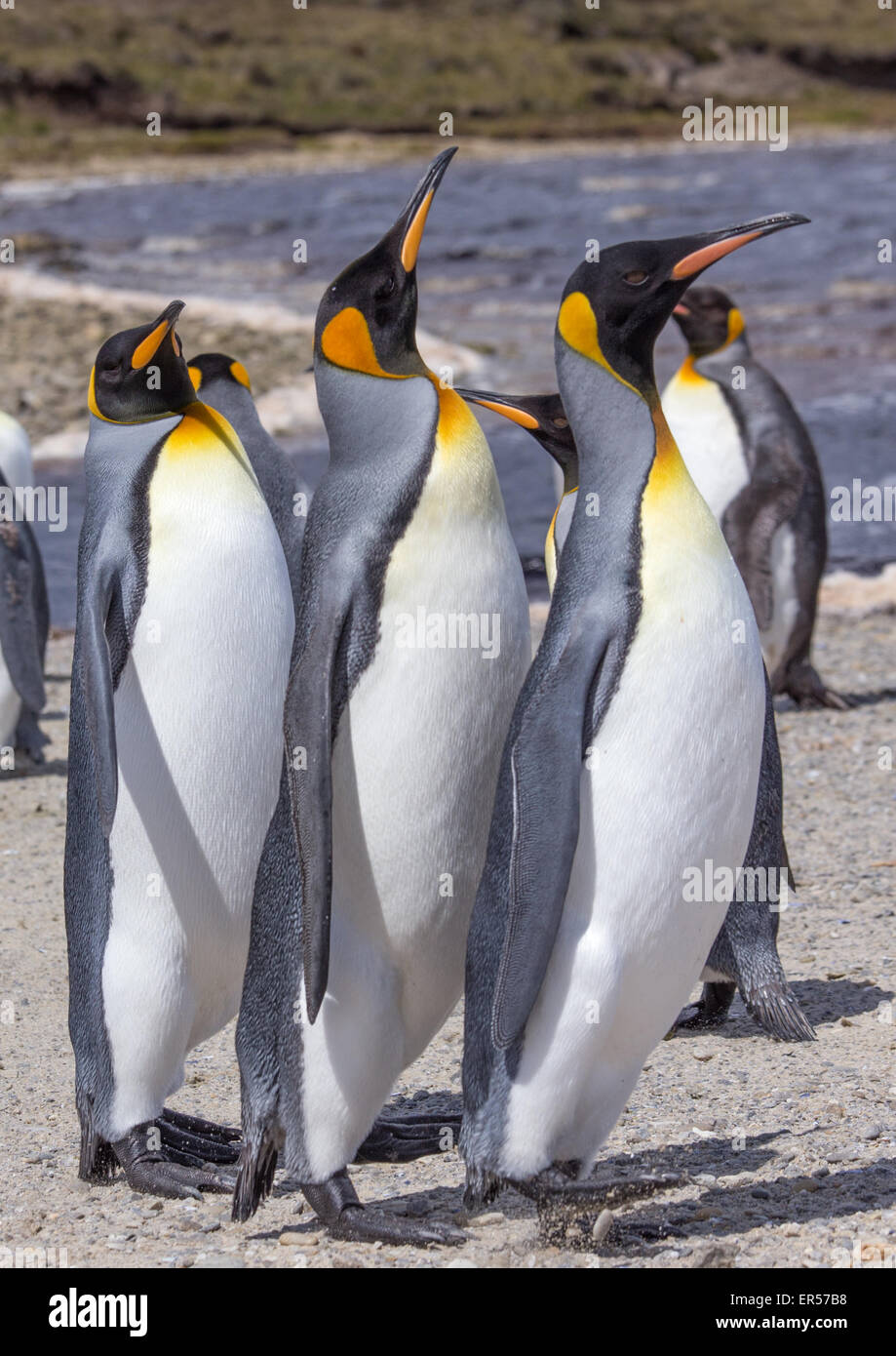 Drei König Penguins stehen, um Aufmerksamkeit Stockfoto