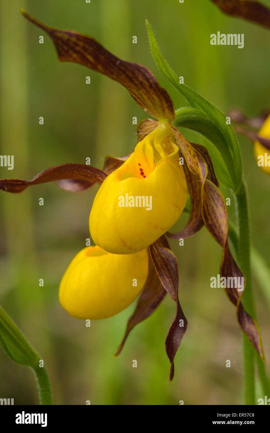 Ein paar gelbe Dame Pantoffel Orchideen, Cypripedium Calceolus, wachsen in der Wagner Bog natürlichen Bereich, Alberta. Stockfoto