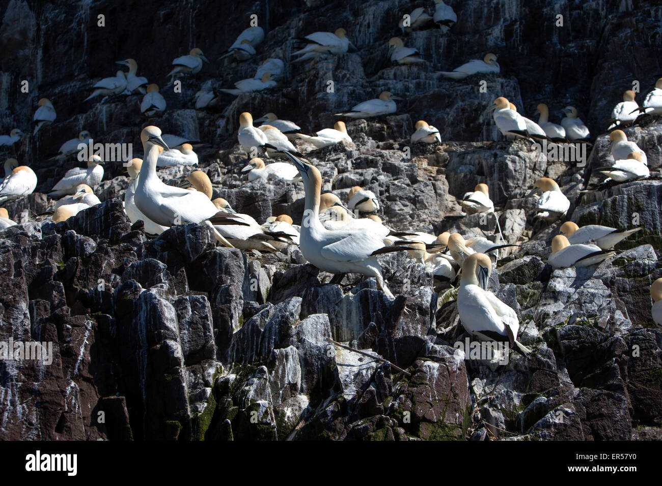 Ein tagsüber Blick aus das Meer von der Insel Bass Rock in der Nähe von North Berwick im Firth of Forth zeigt die brütenden Basstölpel Stockfoto
