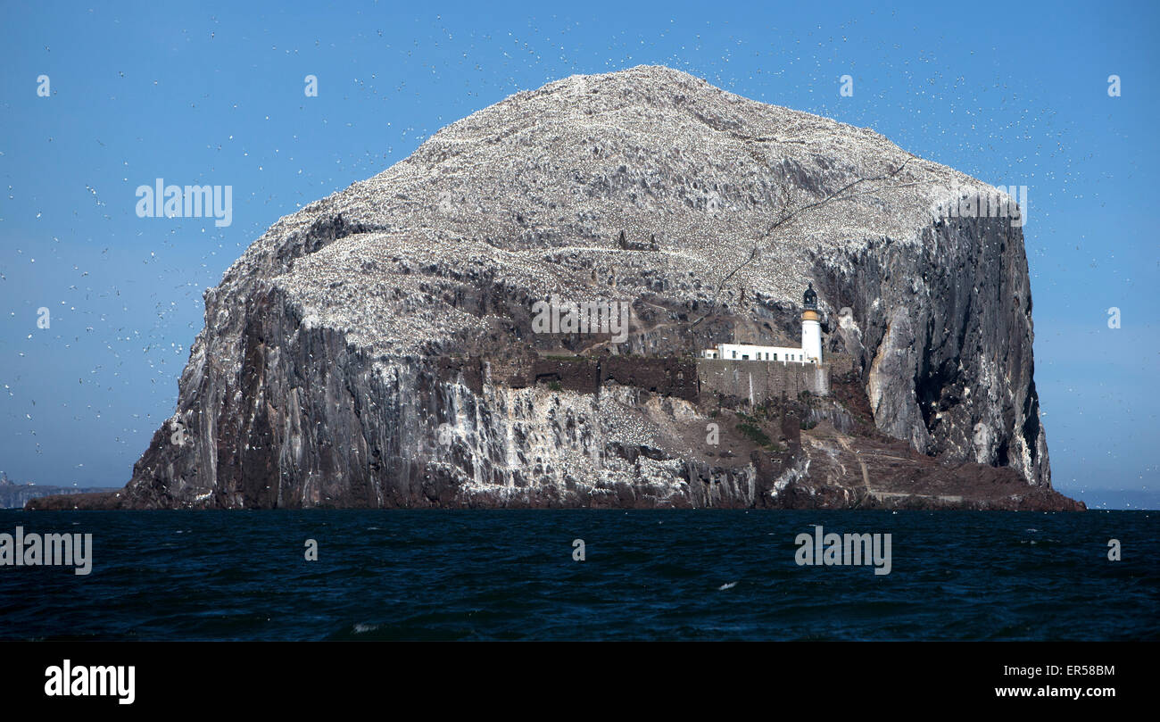 Ein tagsüber Blick aus das Meer von der Insel Bass Rock in der Nähe von North Berwick im Firth of Forth zeigt die brütenden Basstölpel Stockfoto