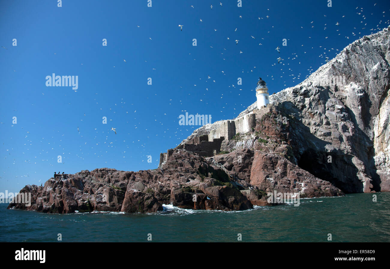 Ein tagsüber Blick aus das Meer von der Insel Bass Rock in der Nähe von North Berwick im Firth of Forth zeigt die brütenden Basstölpel Stockfoto