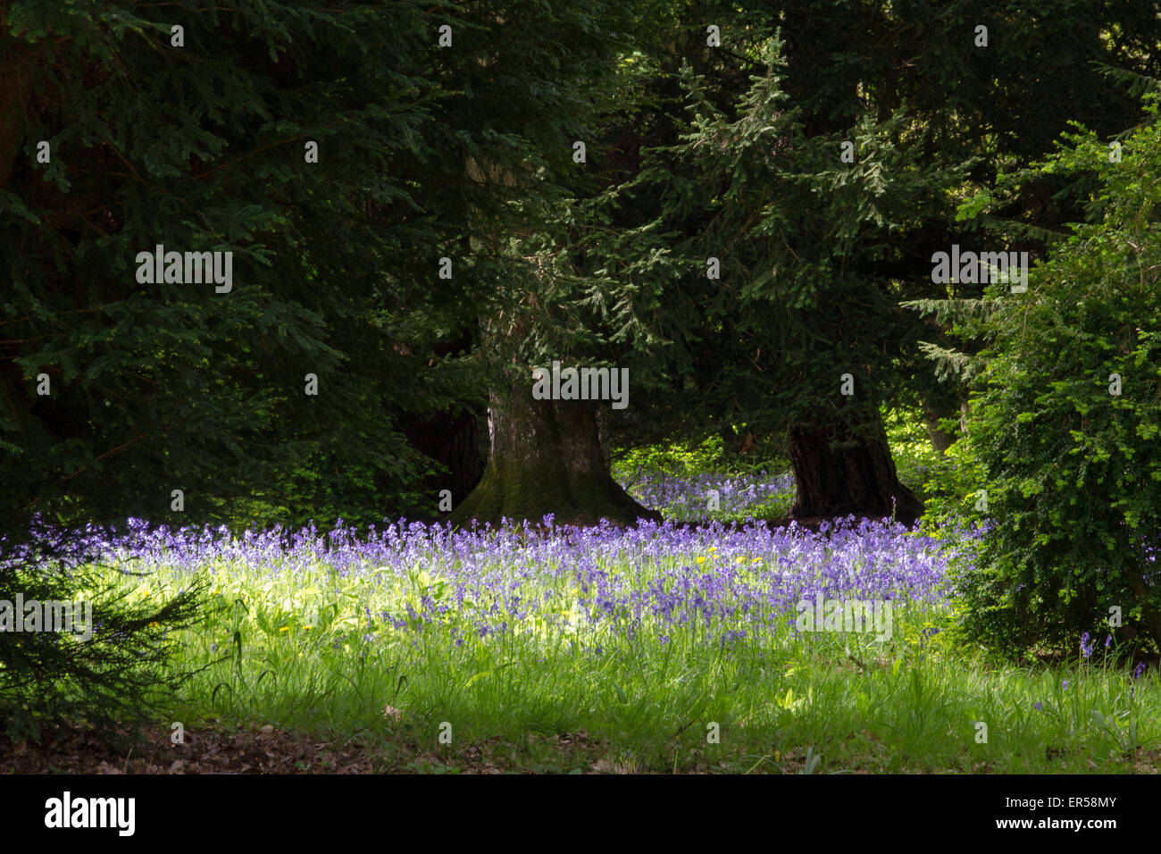 Bluebell Waldwiese bei Sonnenschein im Westonbirt Arboretum Stockfoto