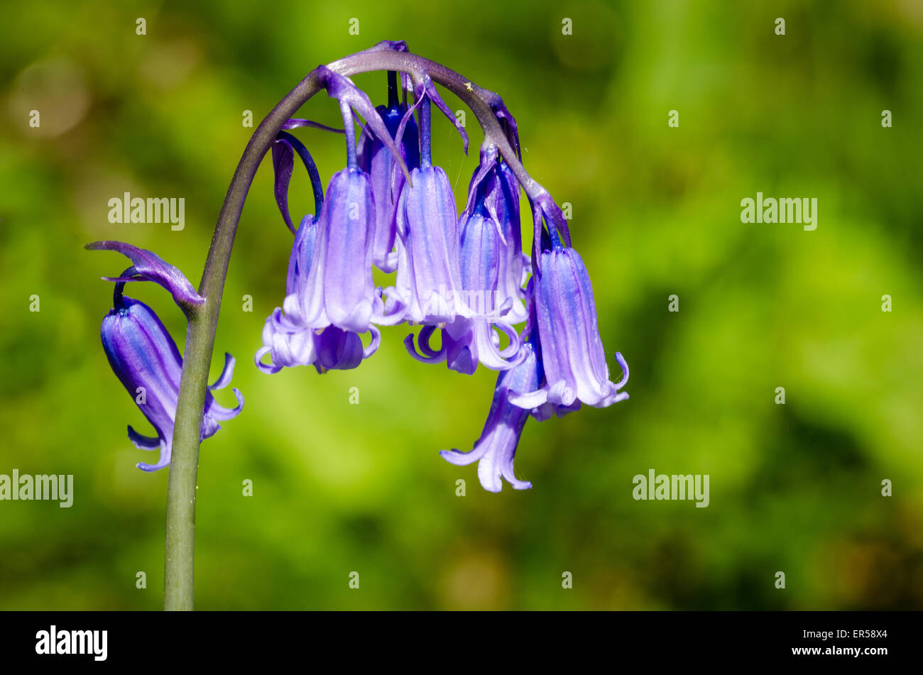 Glockenblumen Nahaufnahme im Westonbirt Arboretum Stockfoto