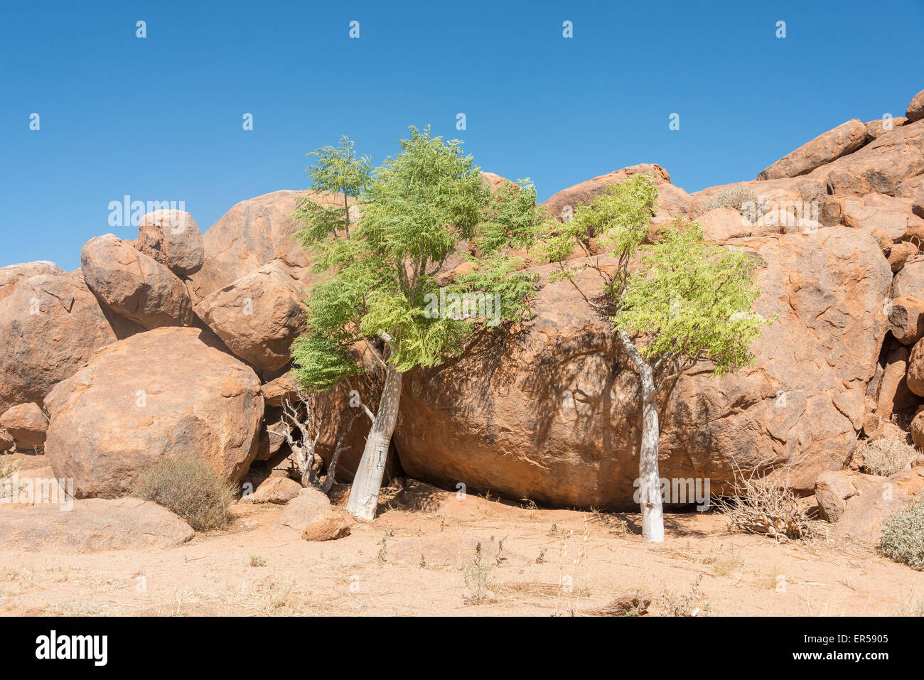 Akazien inmitten von Felsen, Solitaire, Wüste Namib, Namib-Naukluft-Park, Republik Namibia Stockfoto