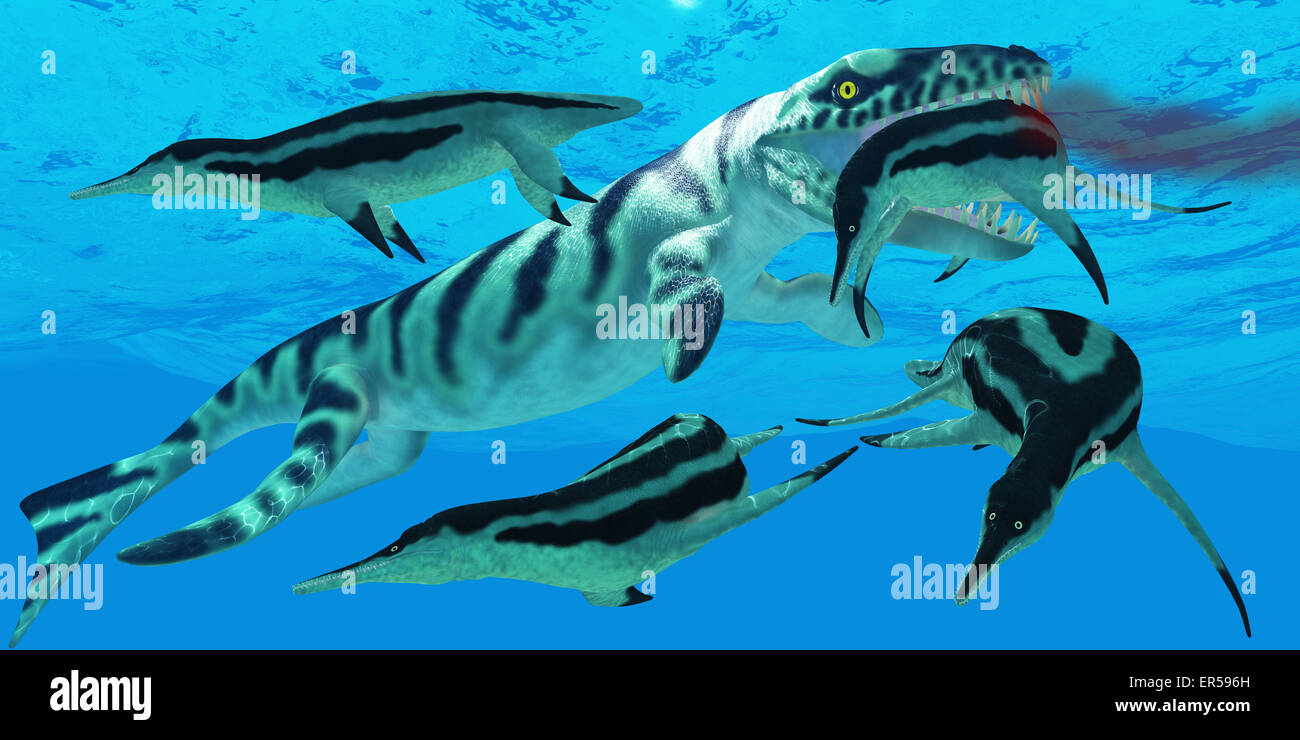 Dakosaurus andiniensis Fotos und Bildmaterial in hoher Auflösung Alamy