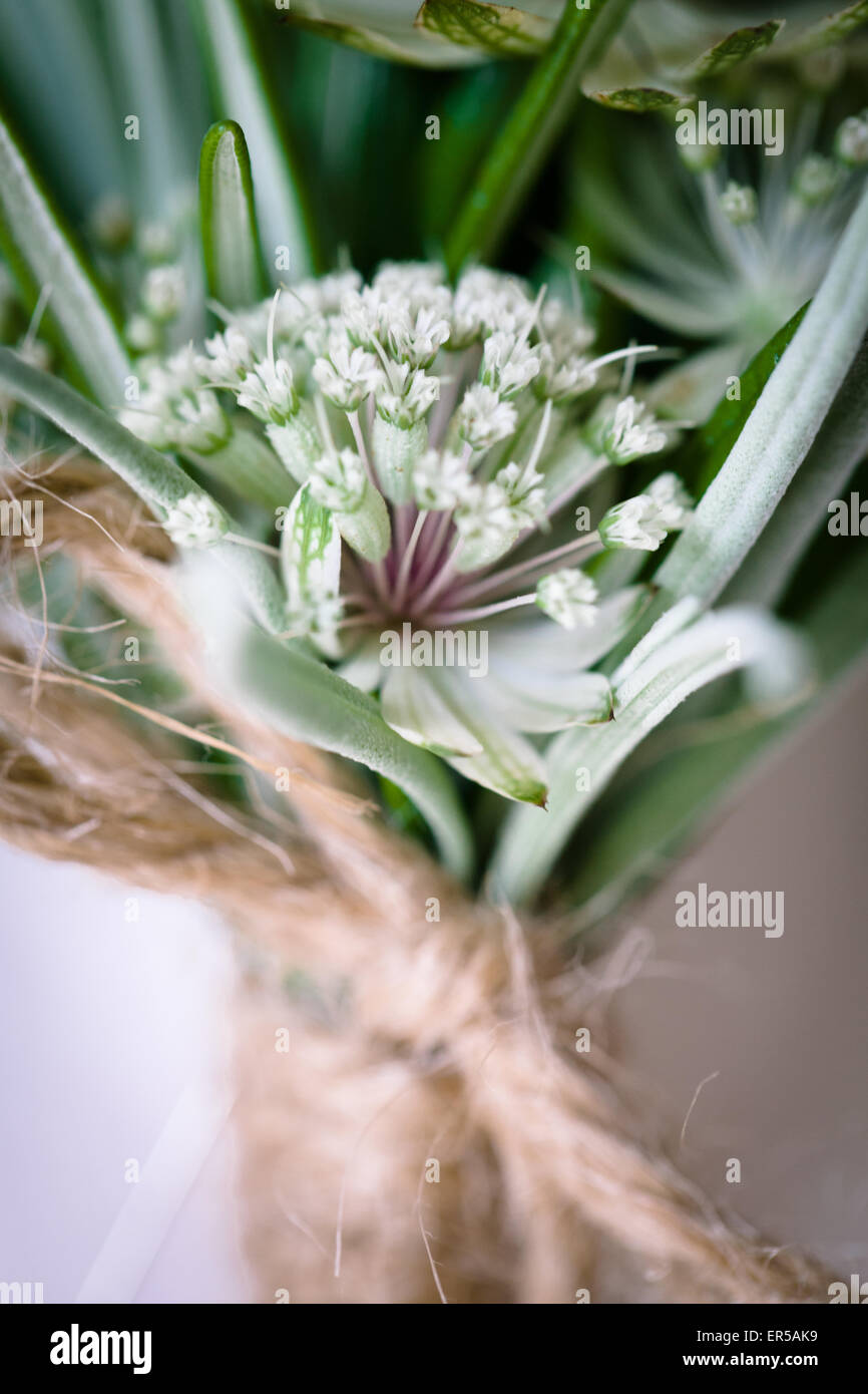Nahaufnahme von einer wilden Blume in ein natürliches Blumen- und Kräutergarten Knopfloch zusammengebunden mit String für eine Hochzeit. Stockfoto