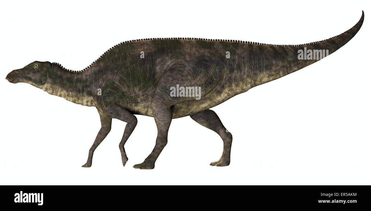 Maiasaura war eine Ente-billed pflanzenfressenden Dinosaurier, der in Montana, USA in der Kreidezeit Ära lebte. Stockfoto