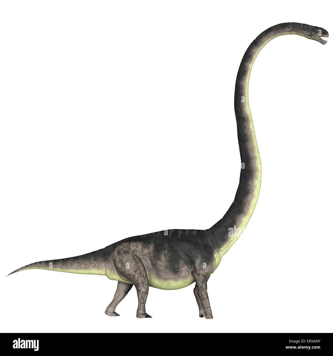 Omeisaurus war ein pflanzenfressender Dinosaurier, der in der Jurassic Zeitraum in China gelebt. Stockfoto