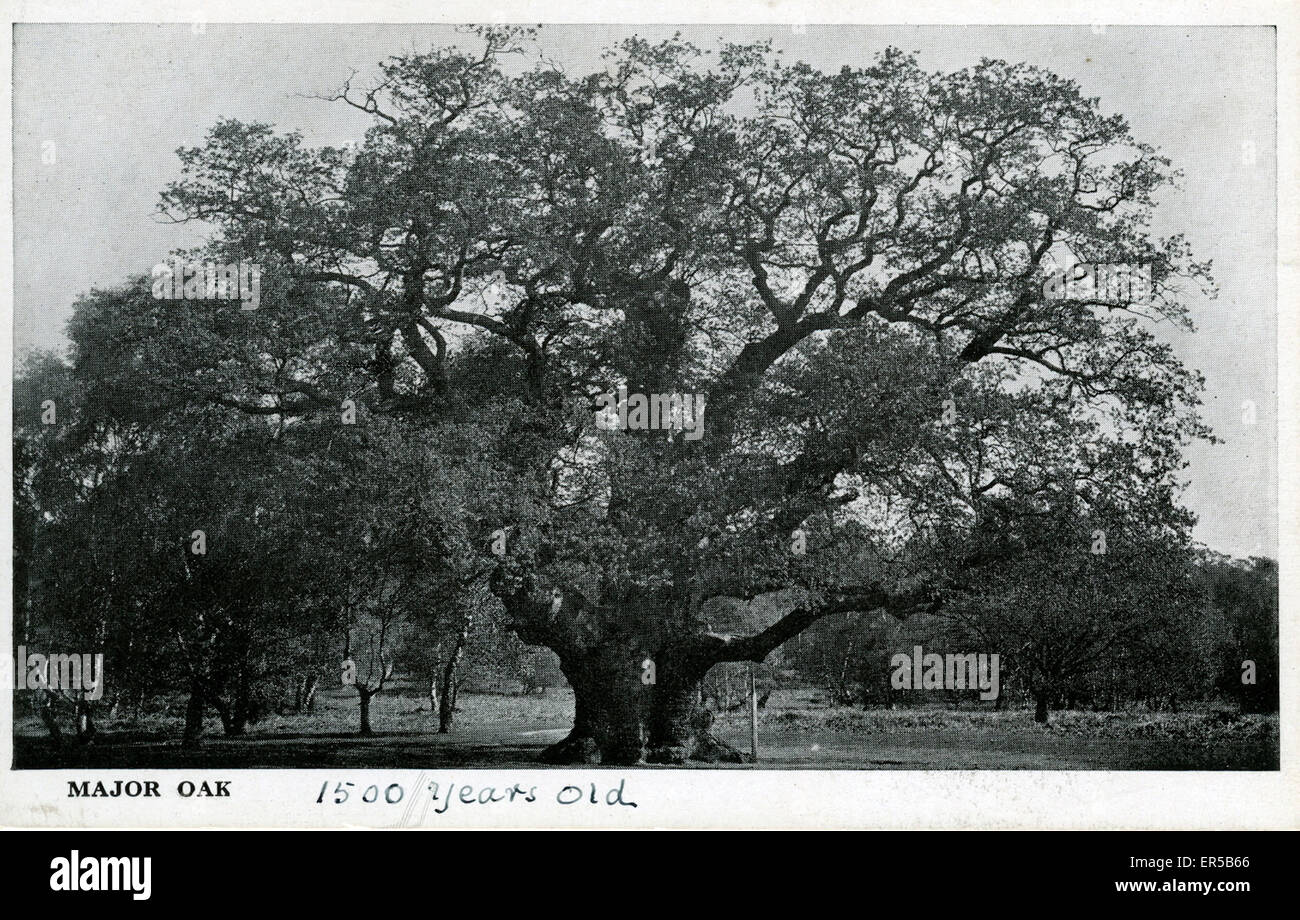 Major Oak, Edwinstowe, Sherwood Forest, in der Nähe von Mansfield Nottinghamshire?, England.  1930er Jahre Stockfoto