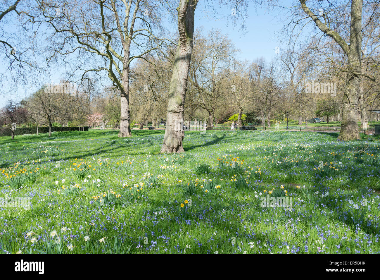 Hyde Park im Frühjahr, City of Westminster, London, Greater London, England, Vereinigtes Königreich Stockfoto