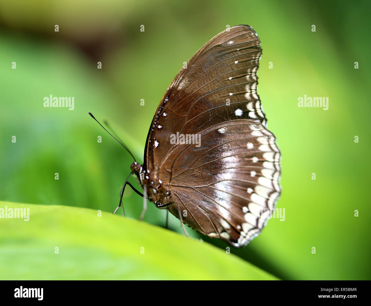 Schöner Schmetterling fotografiert Closeup auf grünem Hintergrund Stockfoto