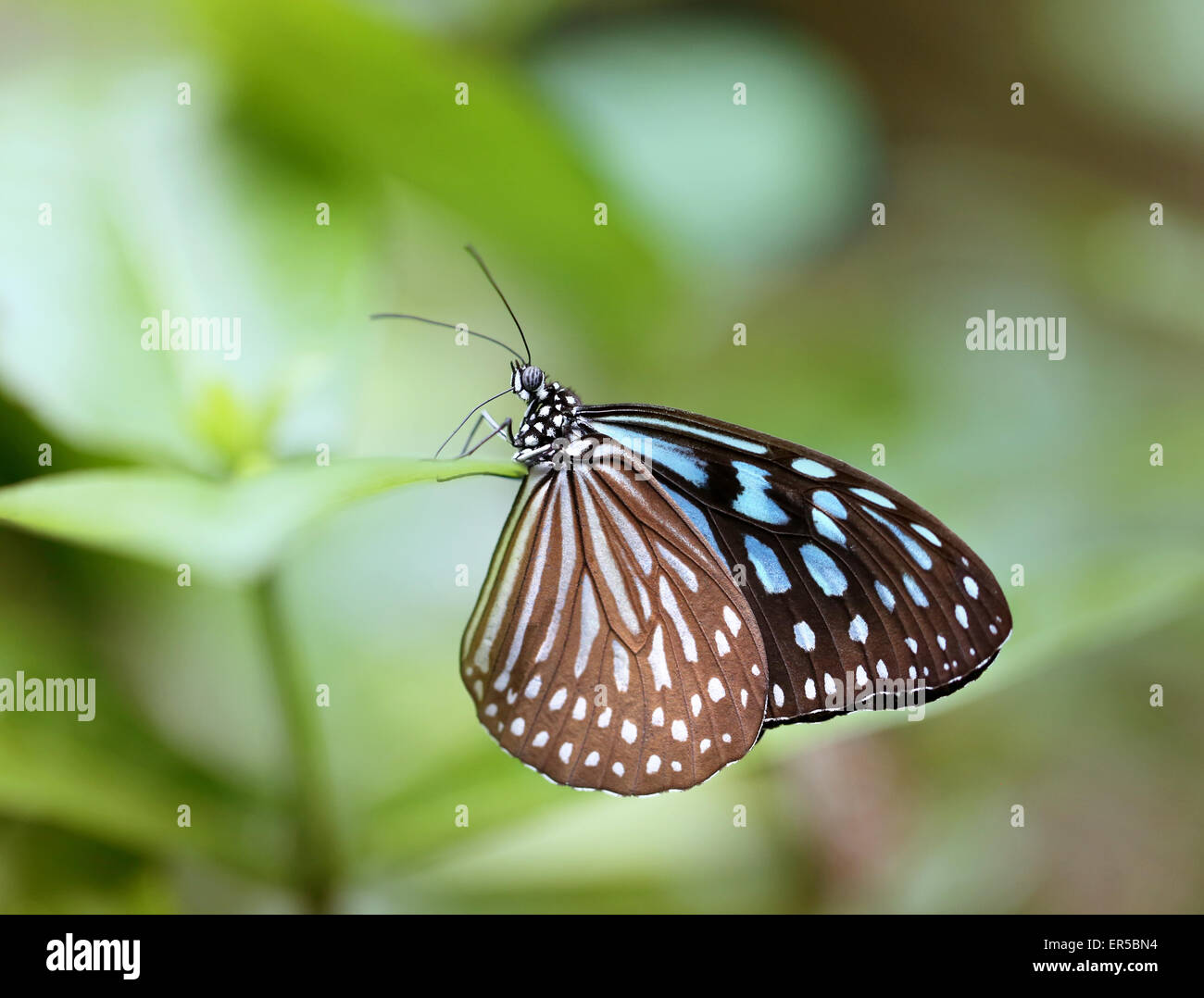 Schöner Schmetterling fotografiert Closeup auf grünem Hintergrund Stockfoto
