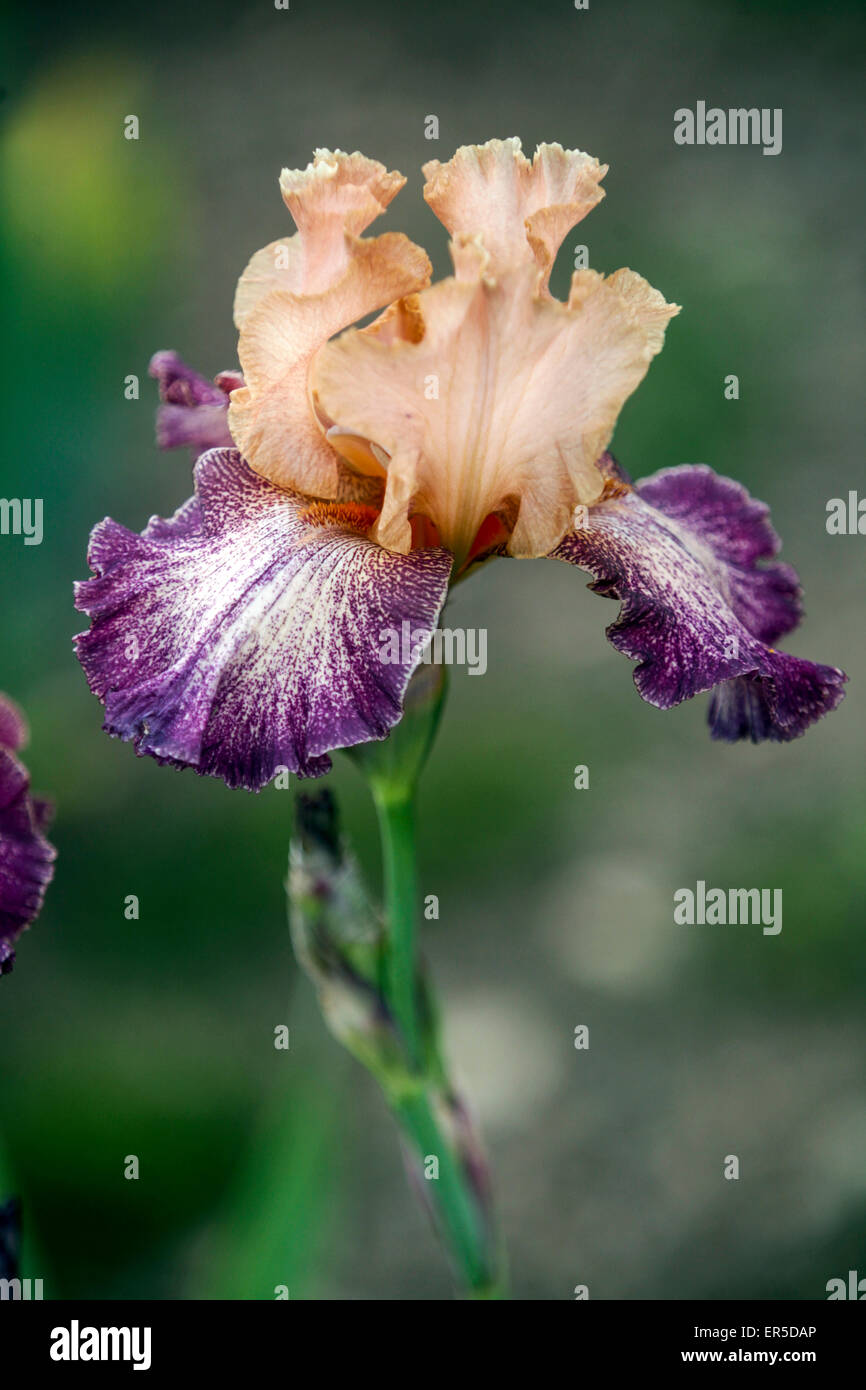 Lila hohe bärtige Iris Blumenportrait Barbata Elatior Iris „Secret Melody“ Stockfoto
