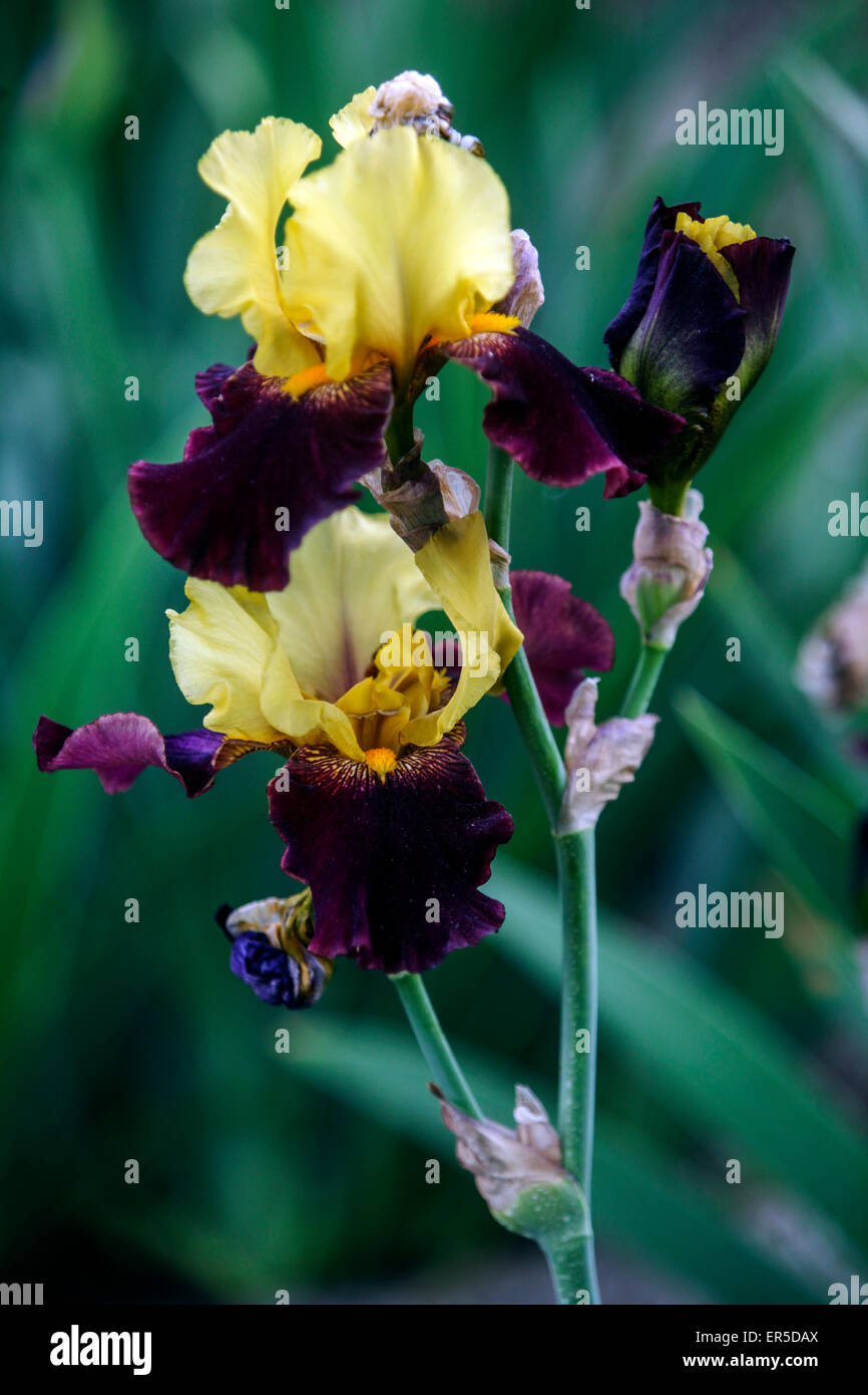 Tall bärtig, Iris Barbata Elatior "Feuerkraft" Stockfoto