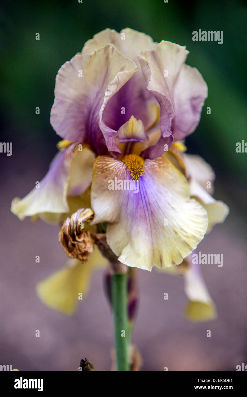 Große bärtige Iris Barbata Elatior 'Mystery Time' Iris Blume beige Stockfoto