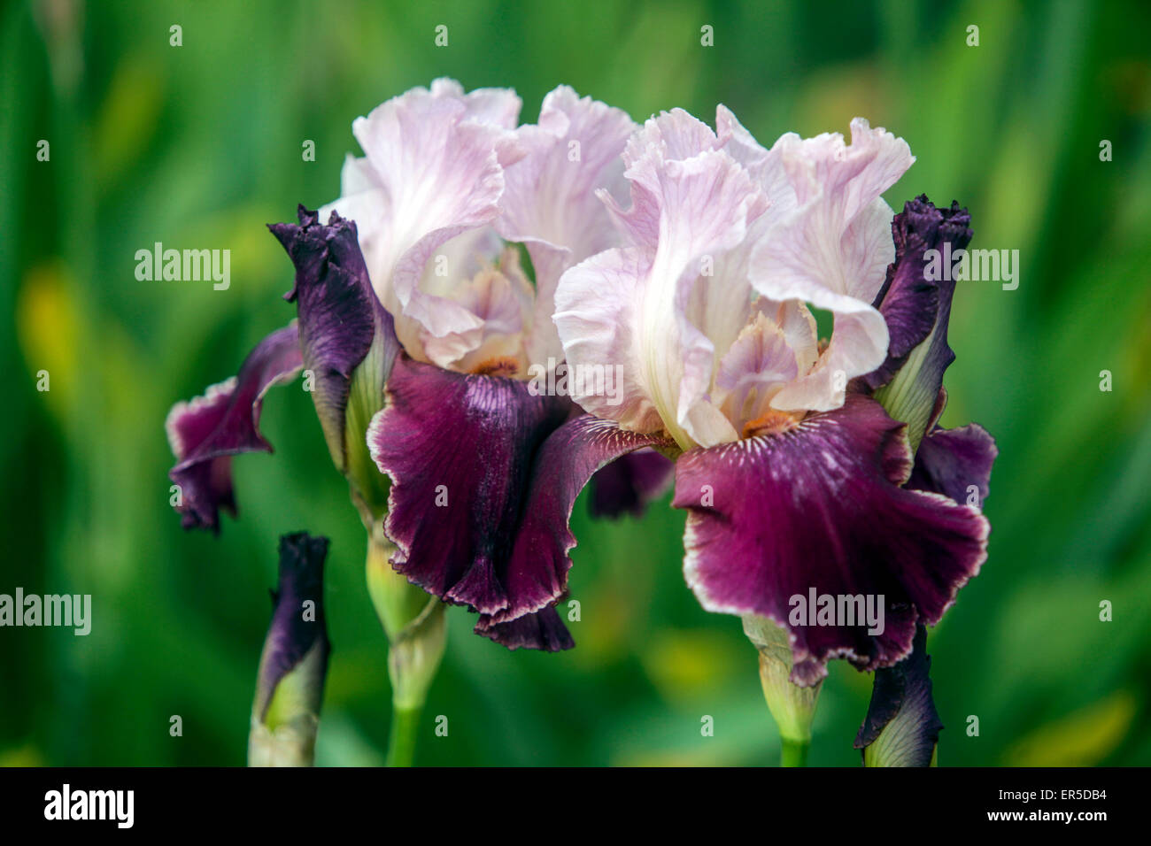 Große bärtige, Iris Barbata Elatior 'Latin Lover' große Blüten Stockfoto